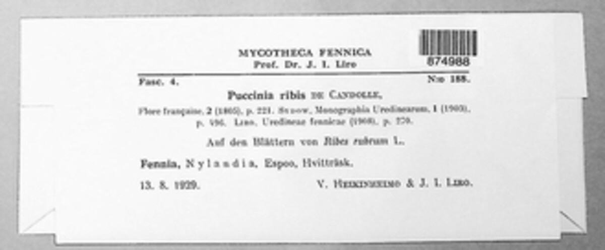 Puccinia ribis image